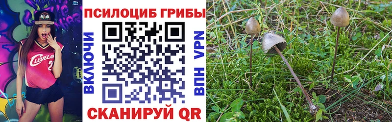 Галлюциногенные грибы Psilocybine cubensis  Борзя 
